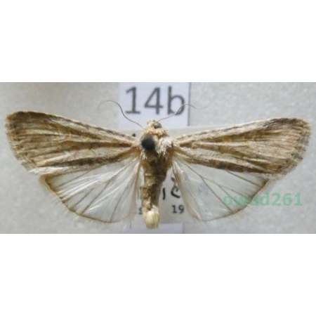 Spodoptera exigua (Hübner, 1808) Turcey14b